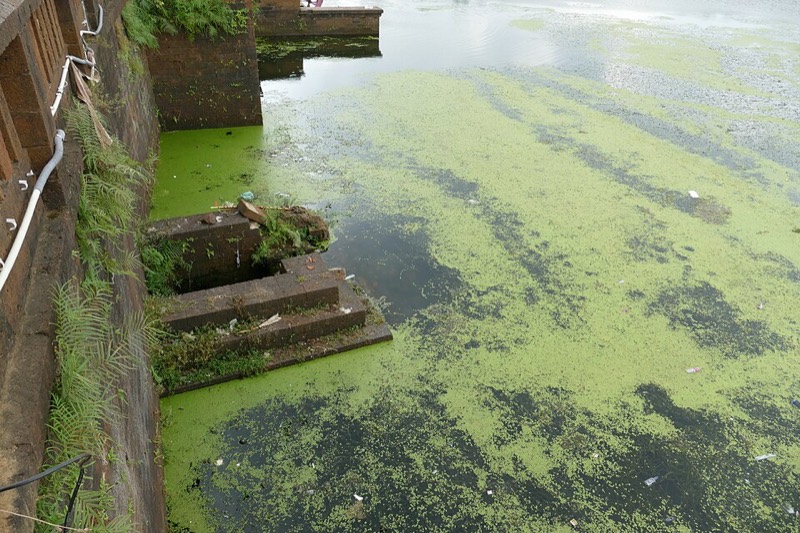 Bindu Sagar Lake Bhubaneswar