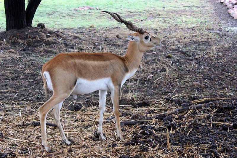 Van Vihar National Park Bhopal