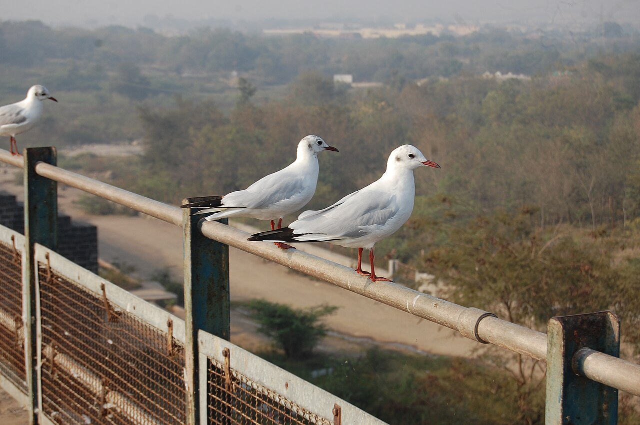 Aji Dam Rajkot