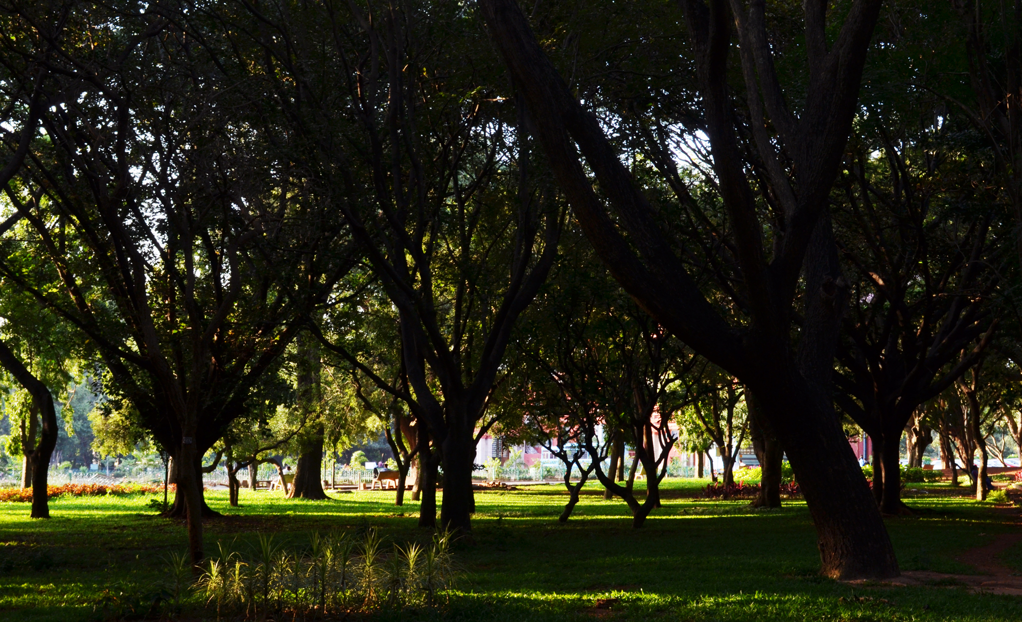 Cubbon Park Bengaluru