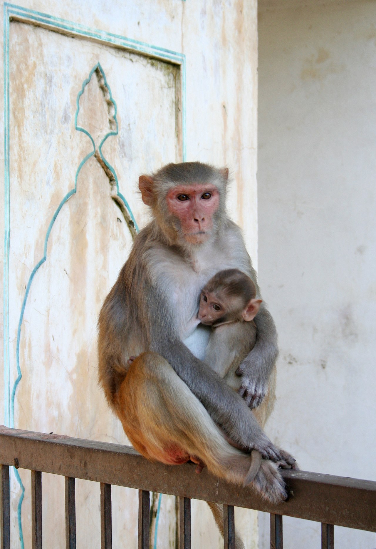 Galtaji Monkey Temple Jaipur