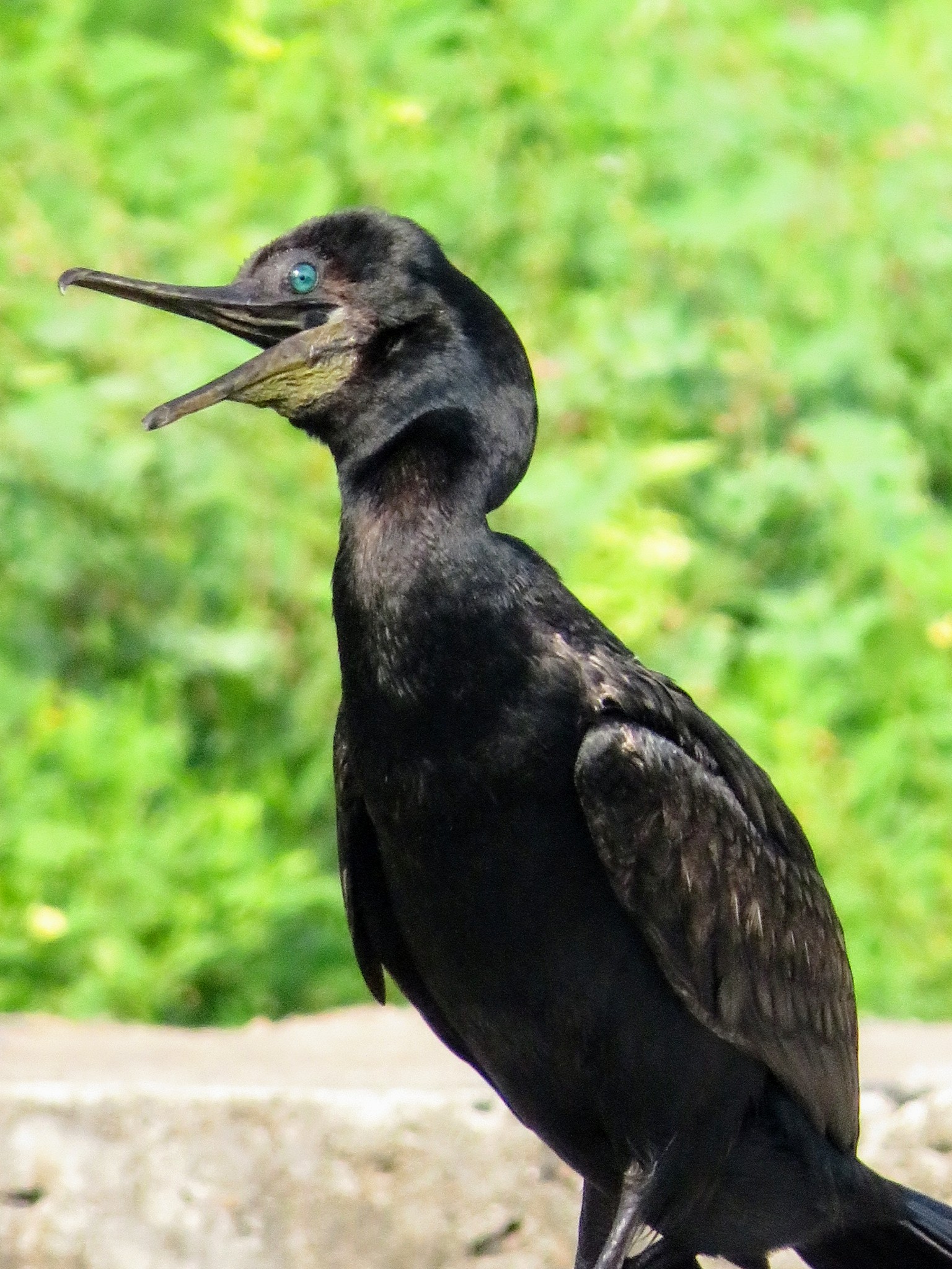 Narmada Canal Walk Vadodara