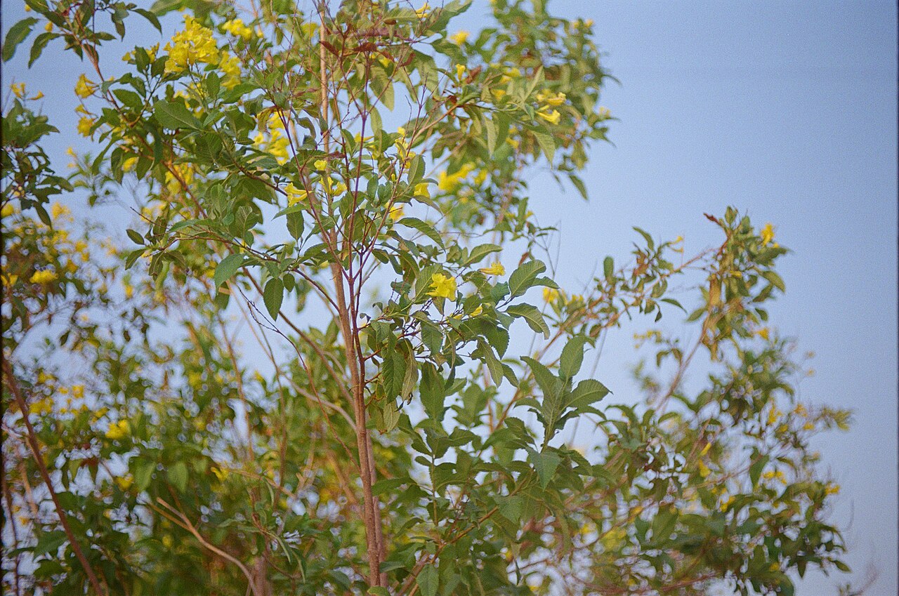 Janeshwar Mishra Park Lucknow