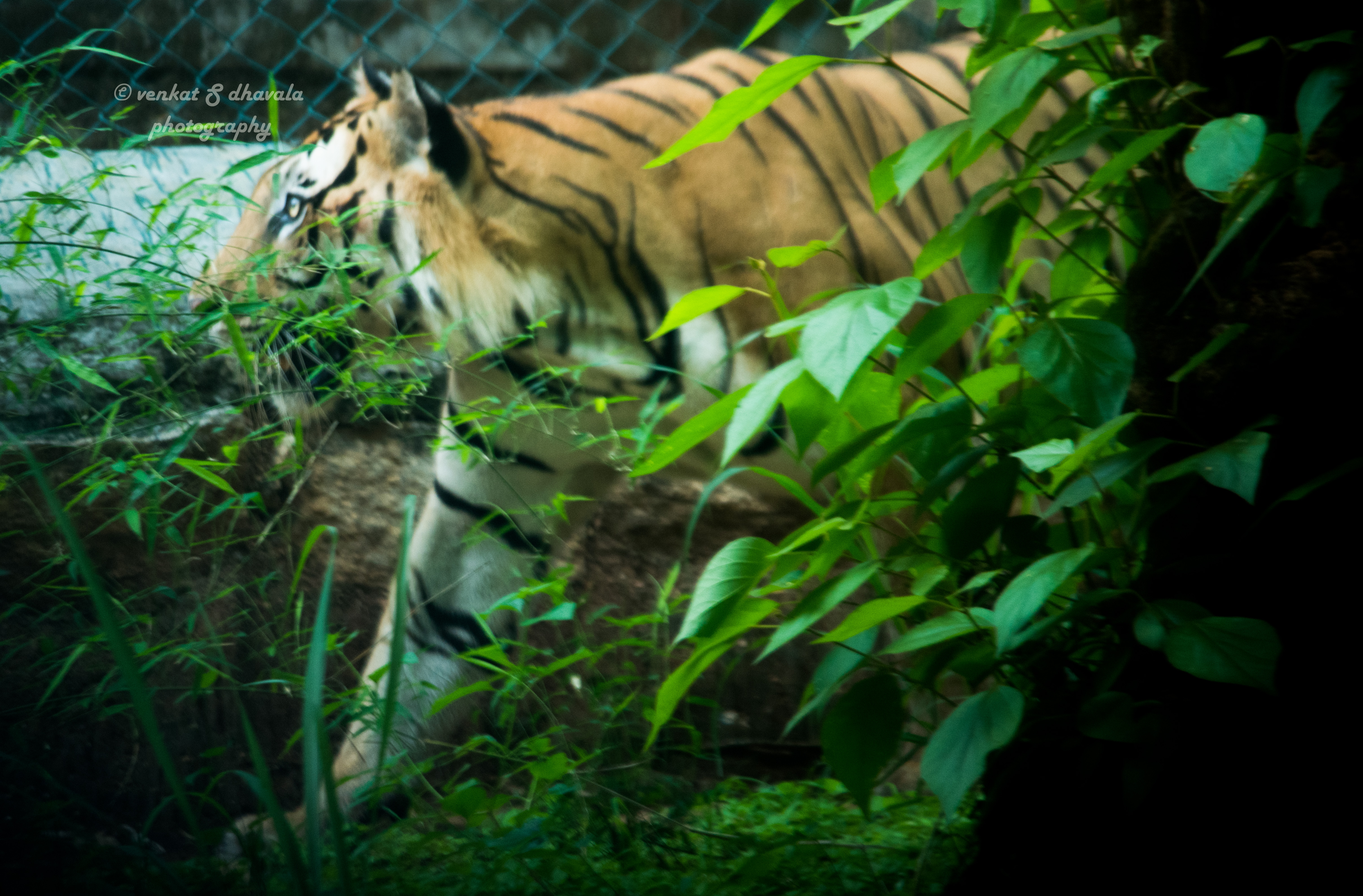 Bannerghatta National Park Bengaluru