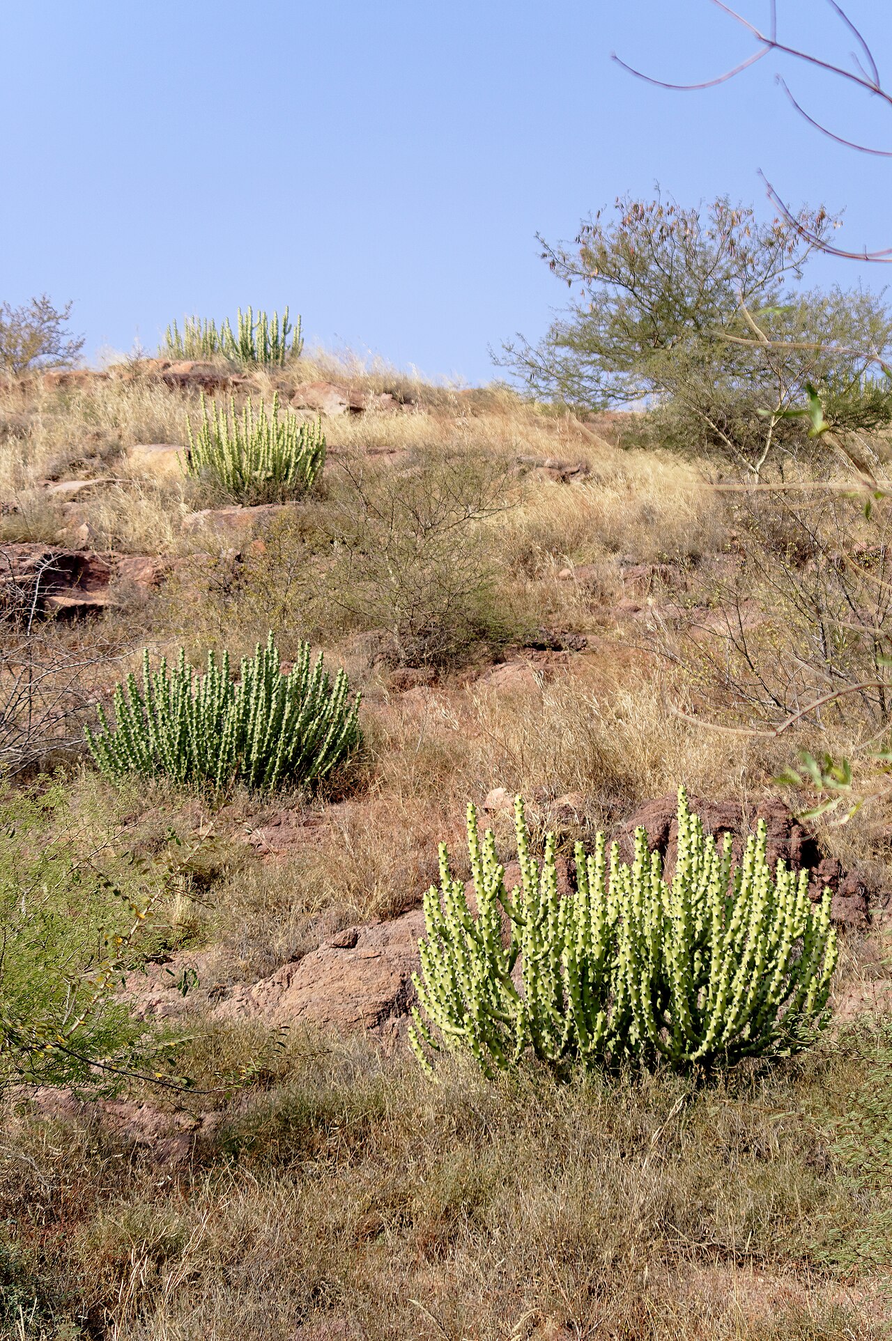 Rao Jodha Desert Rock Park Jodhpur