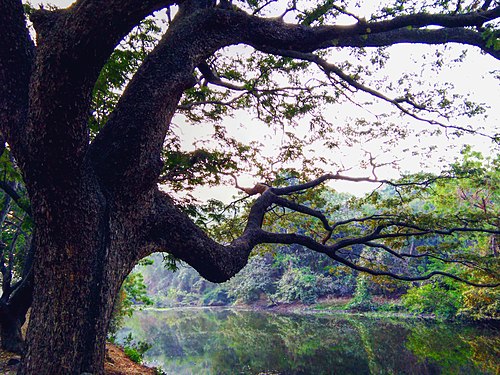 Sanjay Gandhi National Park Mumbai