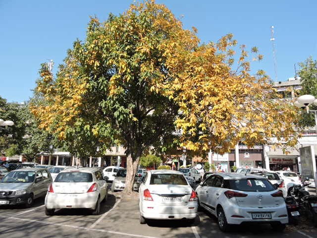 Sector 17 Chandigarh