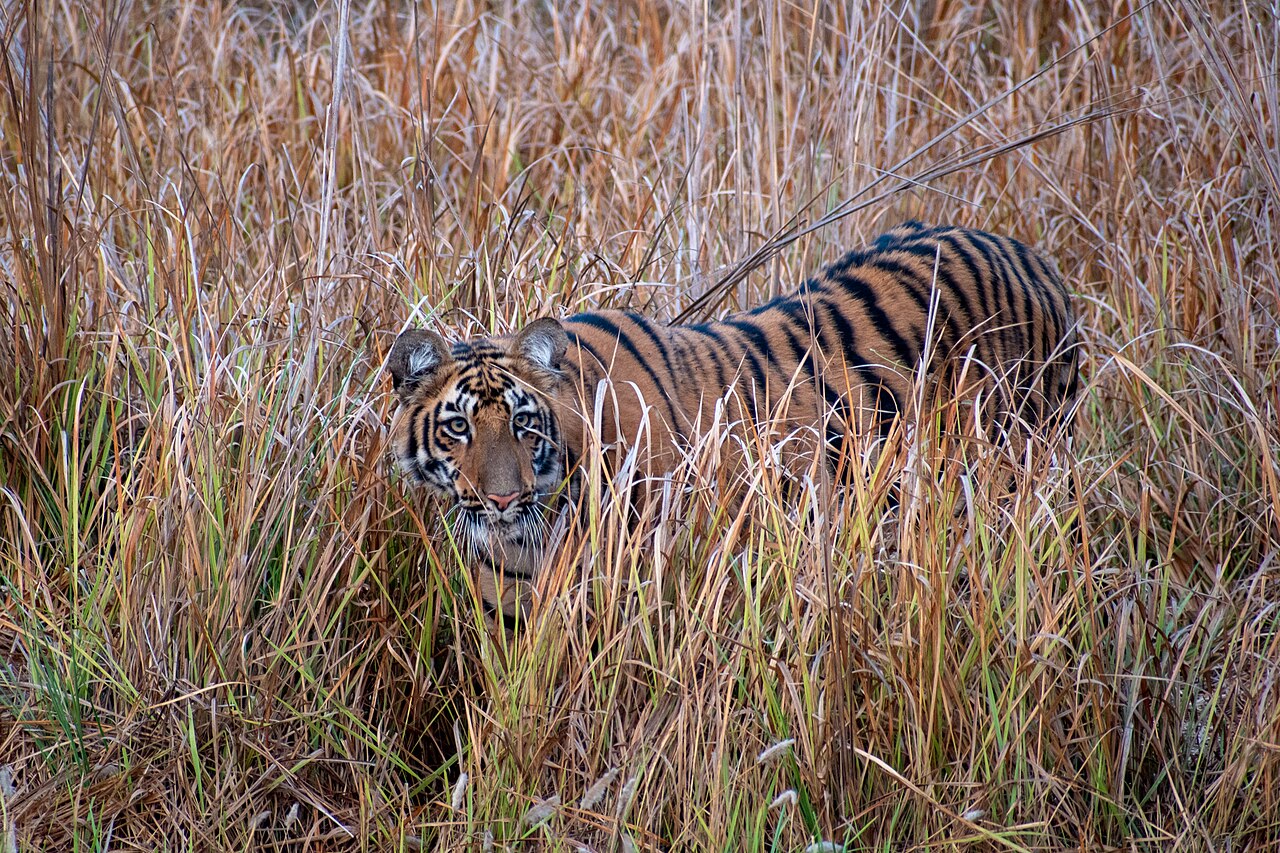 Tadoba Day Trip Nagpur